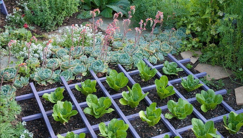 Create an Edible Landscape